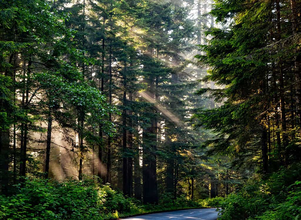 nature 2 - The Greenary Of Winter